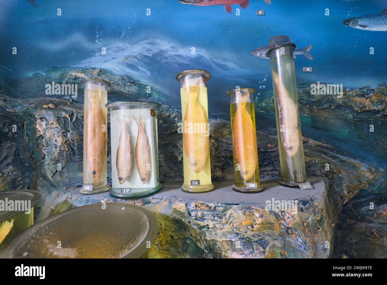 A collection of preserved examples of fish, in glass vials, tubes filled with formaldehyde. At the Biological Museum on the campus of Al-Farabi Kazakh Stock Photo