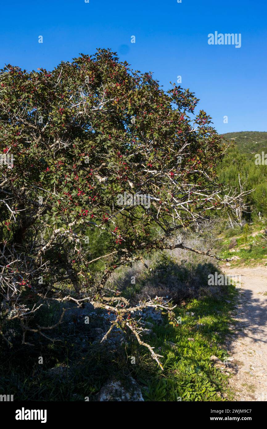 Pistacia lentiscus is a dioecious evergreen shrub or small tree of the ...