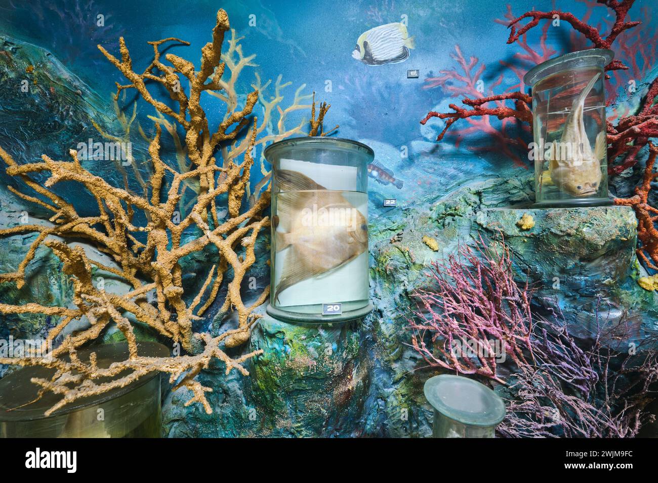 A collection of preserved examples of fish, in glass vials, tubes filled with formaldehyde in a coral reef setting. At the Biological Museum on the ca Stock Photo