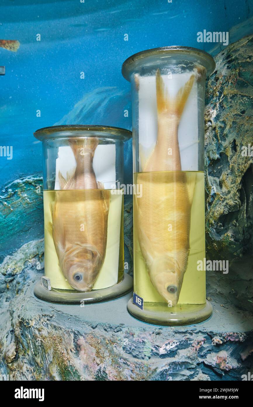 A collection of preserved examples of fish, in glass vials, tubes filled with formaldehyde. At the Biological Museum on the campus of Al-Farabi Kazakh Stock Photo