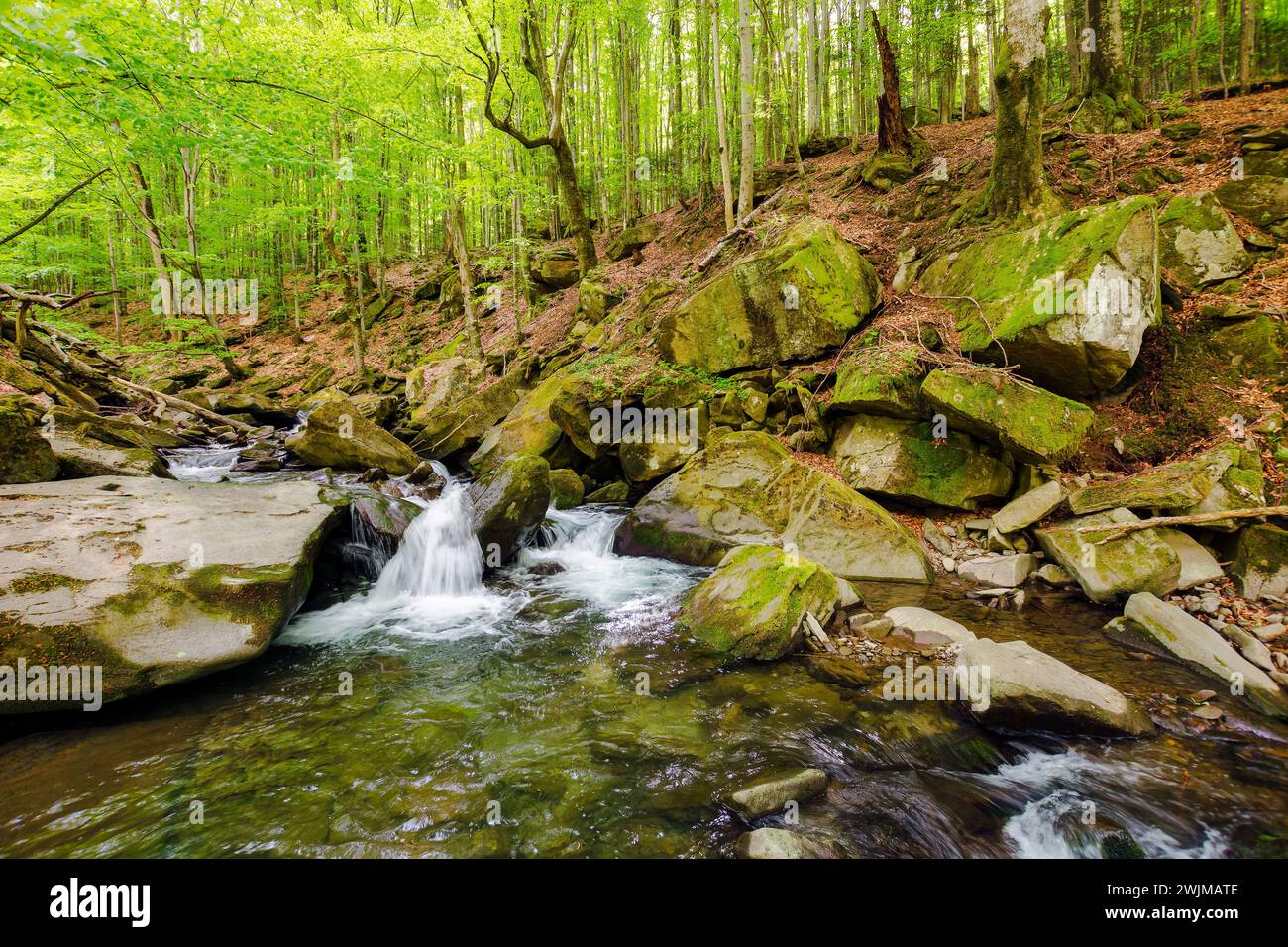 mountain river runs through the beech forest. water flows among stones and mossy boulders. beautiful carpathian nature landscape in spring Stock Photo