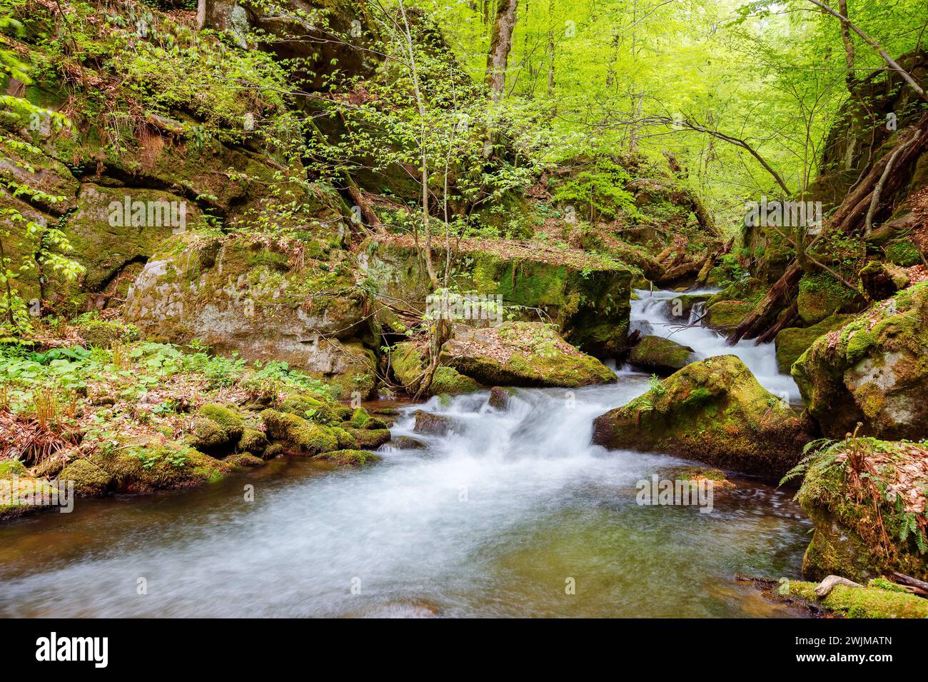 rapid water creek among the mossy boulders in the beech forest. beautiful nature scenery of transcarpathia in spring Stock Photo