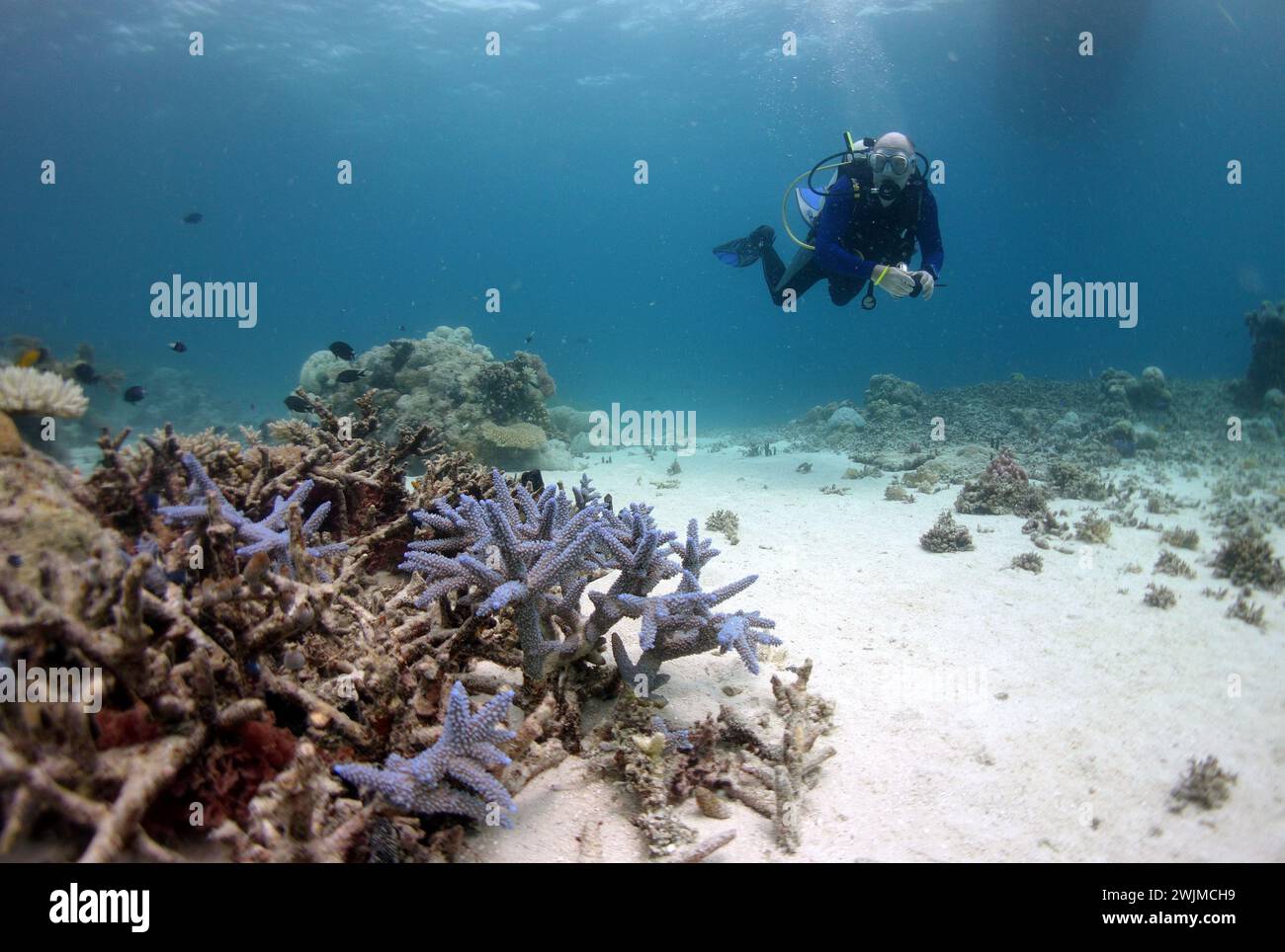 Diver above a Staghorn Coral in Violett Stock Photo