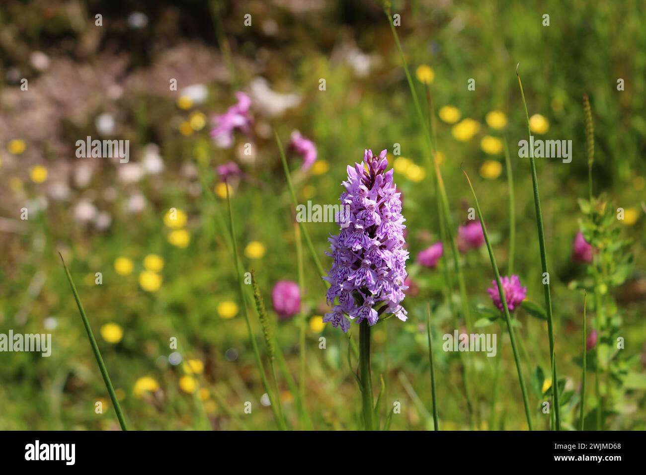 Heath spotted-orchid (Dactylorhiza maculata) in the Black Forest, Germany Stock Photo
