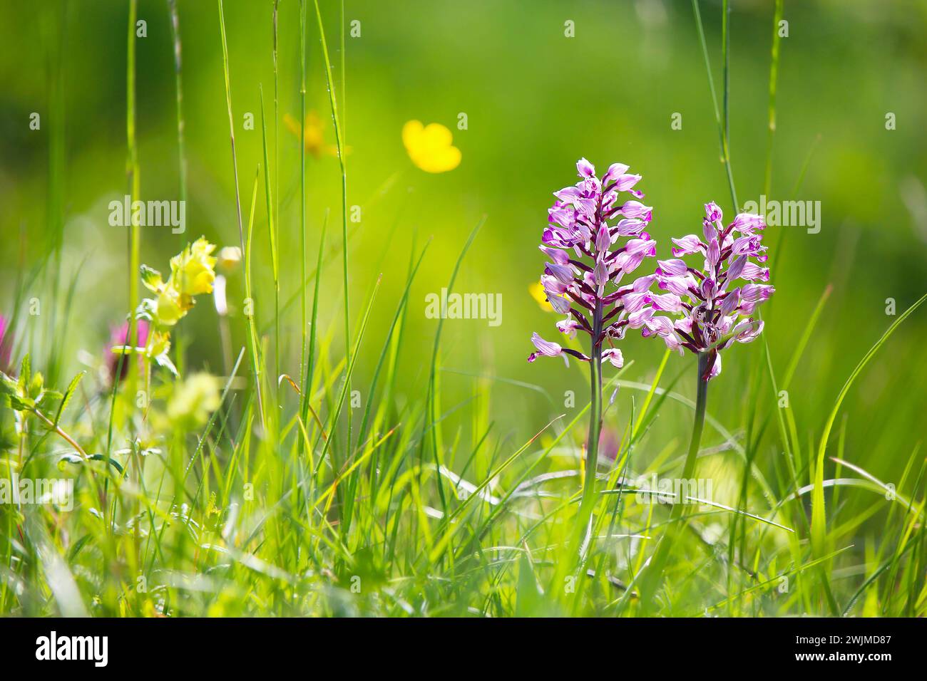 Military orchid (Orchis militaris) native to Europe in wildflower meadow in bokeh (Kaiserstuhl Hills, South Germany) Stock Photo