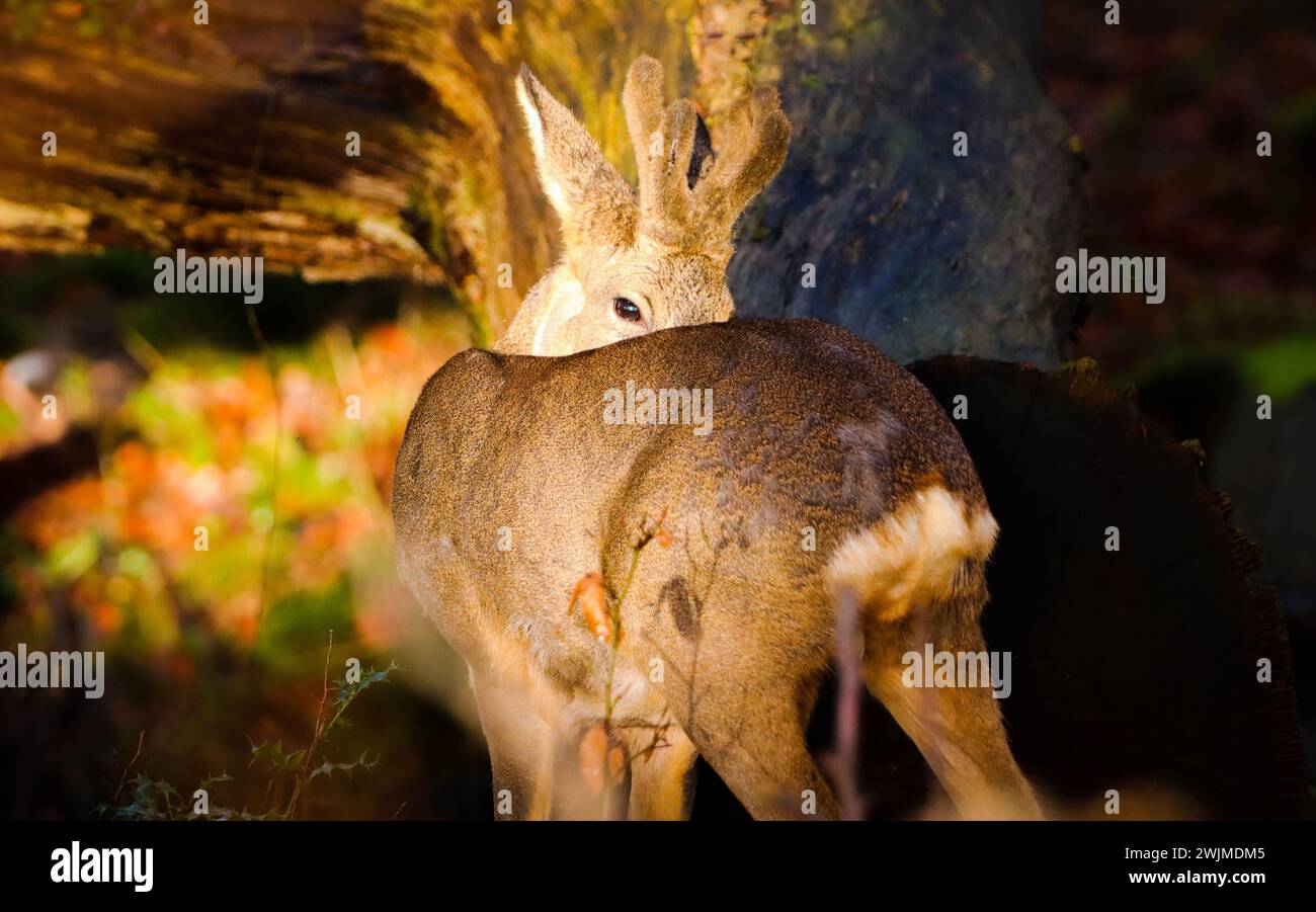 portrait of a male deer in the forest Stock Photo