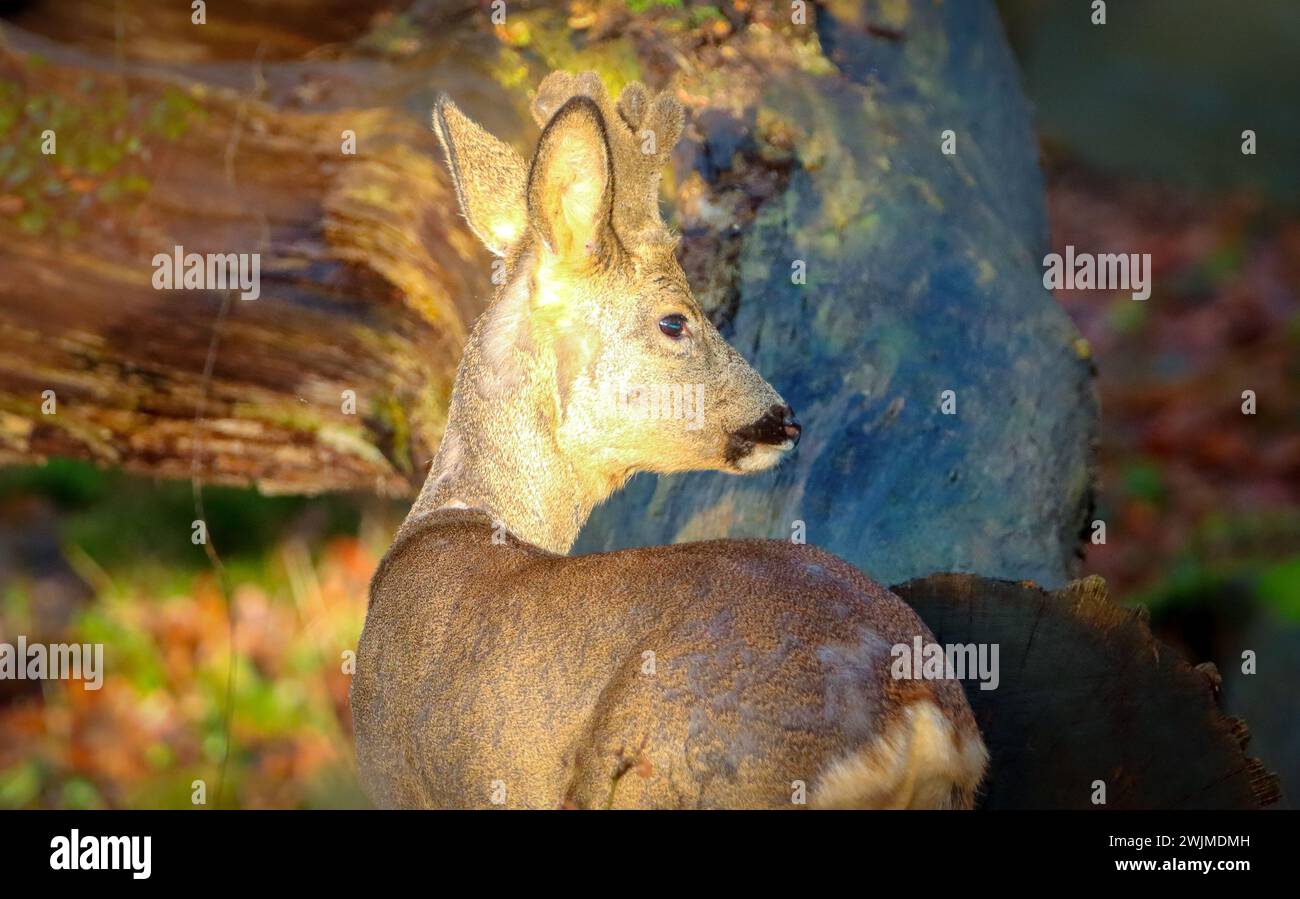 portrait of a male deer in the forest Stock Photo