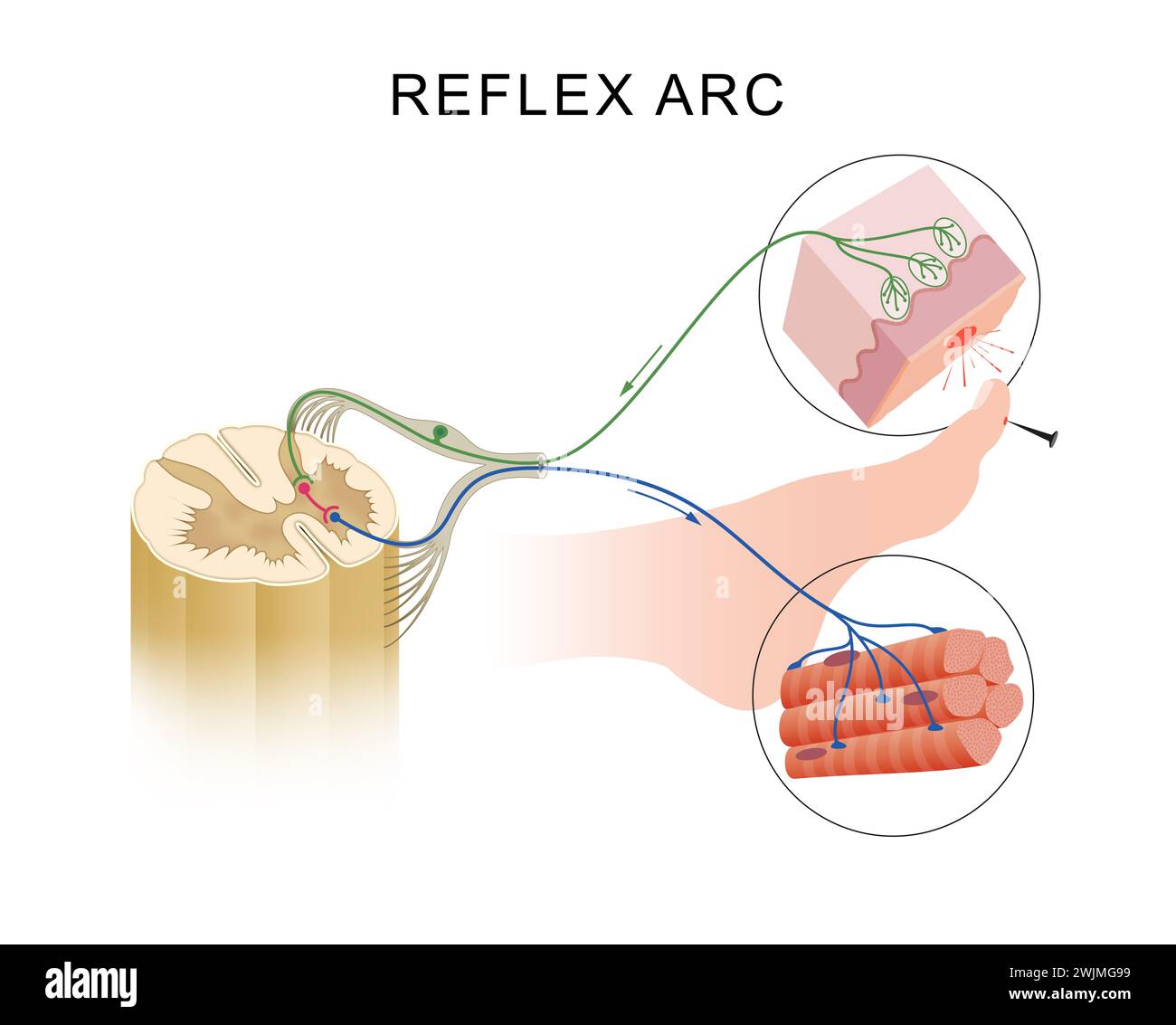 Reflex Action and Reflex Arc Stock Photo