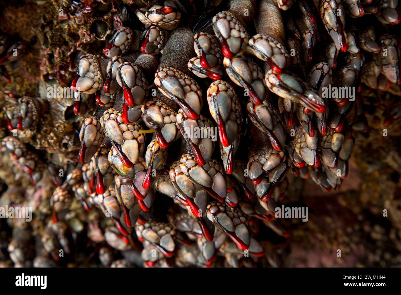 Gooseneck barnacles, Roads End State Park, Lincoln City, Oregon Stock ...