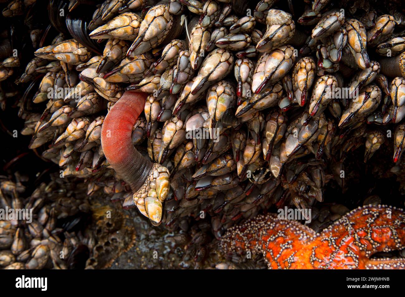 Gooseneck barnacles, Roads End State Park, Lincoln City, Oregon Stock ...