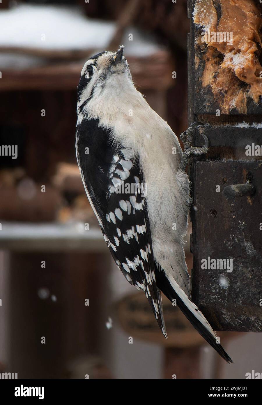 Downy Woodpecker on the Peanut Butter feeder Stock Photo - Alamy