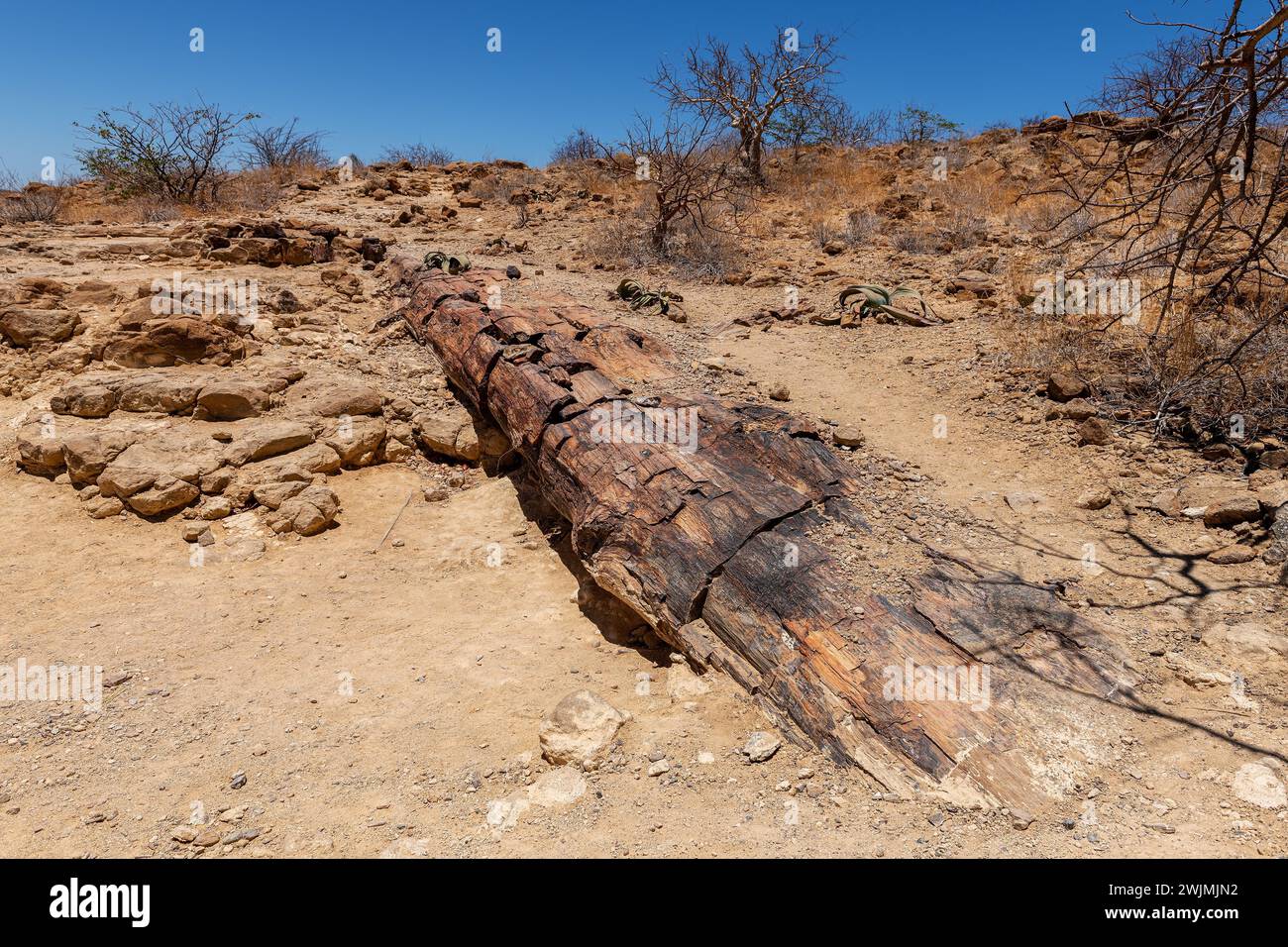 Petrified and mineralized tree trunks, Khorixas, Damaraland, Namibia Stock Photo