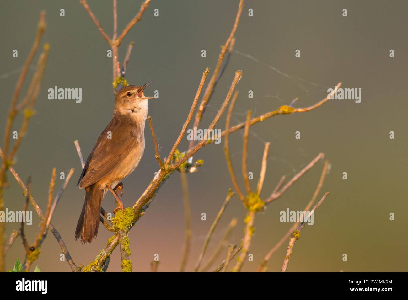 Bird Savi's warbler singing on a reed stalk. Song bird in the nature habitat. Locustella luscinioides Stock Photo