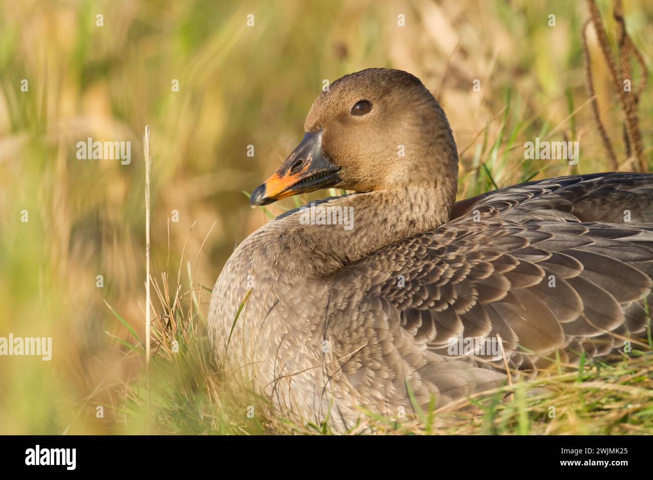 Bird goose - Anser fabalis Bean Goose migratory bird resting in Poland Europe, autumn Stock Photo