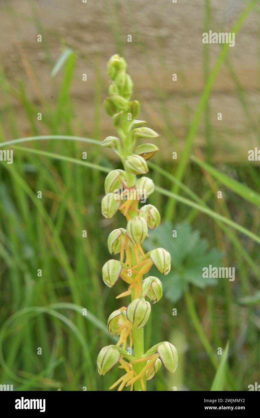 Man Orchid,Orchis anthropophora.Close up photo of these rare endangered yellow green flowers ,growing on the chalk downland of Wiltshire,UK Stock Photo