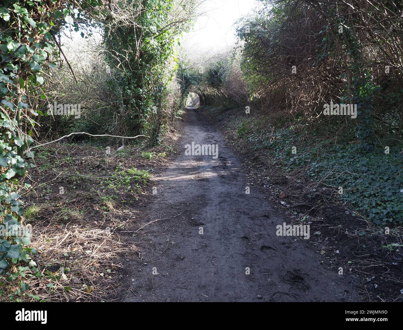 Sheerness, Kent, UK. 16th Feb, 2024. A community group called Sheppey Light Railway Greenway hope to introduce a new 'Greenway' across the Isle of Sheppey following the route of the former Sheppey Light Railway for the benefit of walkers and cyclists. So far a section from Power Station Rd to Scrapsgate, Minster on Sea has been cleared (pictured) by volunteers, but further progress will require the co-operation of landowners. Sheppey Light Railway linked  Queenborough to Leysdown but closed in 1950. Credit: James Bell/Alamy Live News Stock Photo