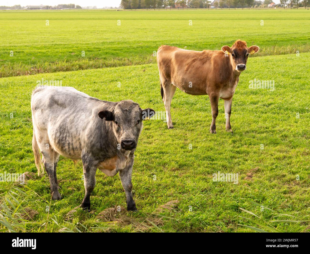 Jersey cow on the pasture hi-res stock photography and images - Alamy