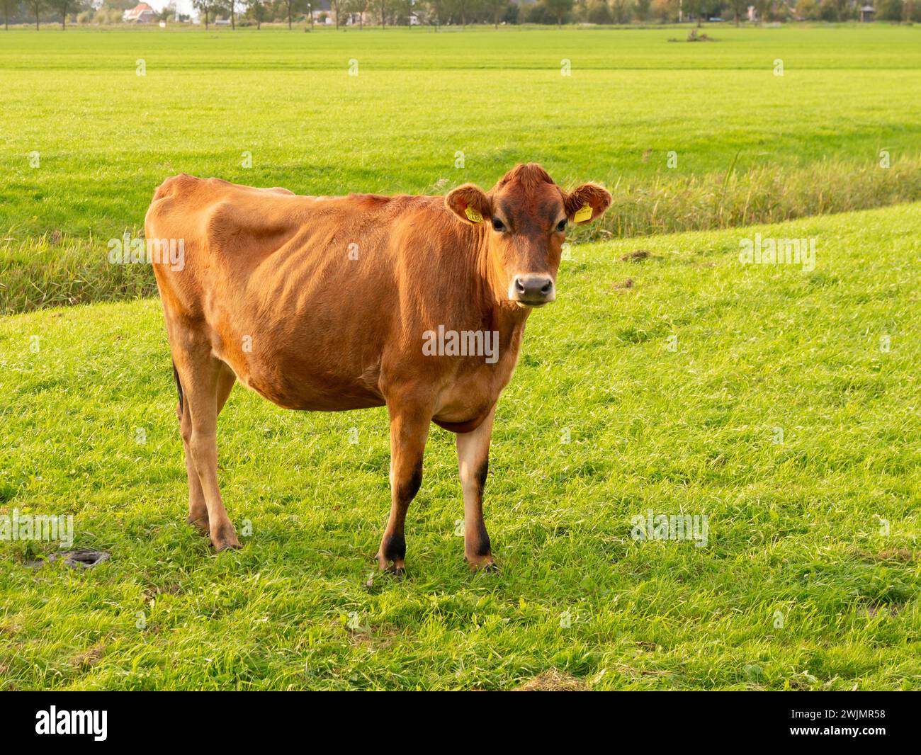 Jersey diary cow on green meadow in polder near Raard, Friesland, Netherlands Stock Photo