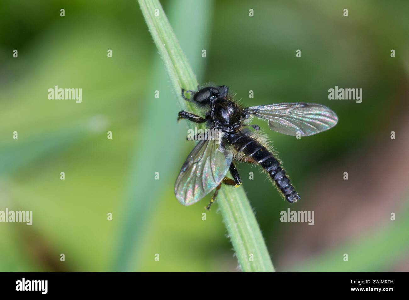 Wollige Haarmücke, Märzfliege, Bibio lanigerus, March fly, Haarmücken, Bibionidae, March flies Stock Photo