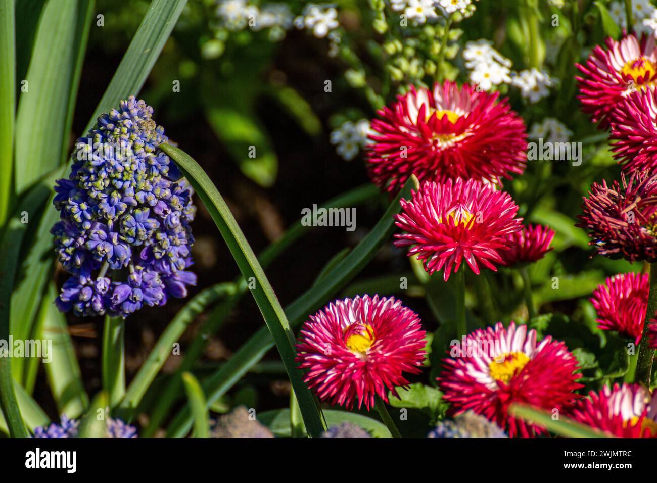 big daisy pomponette Stock Photo
