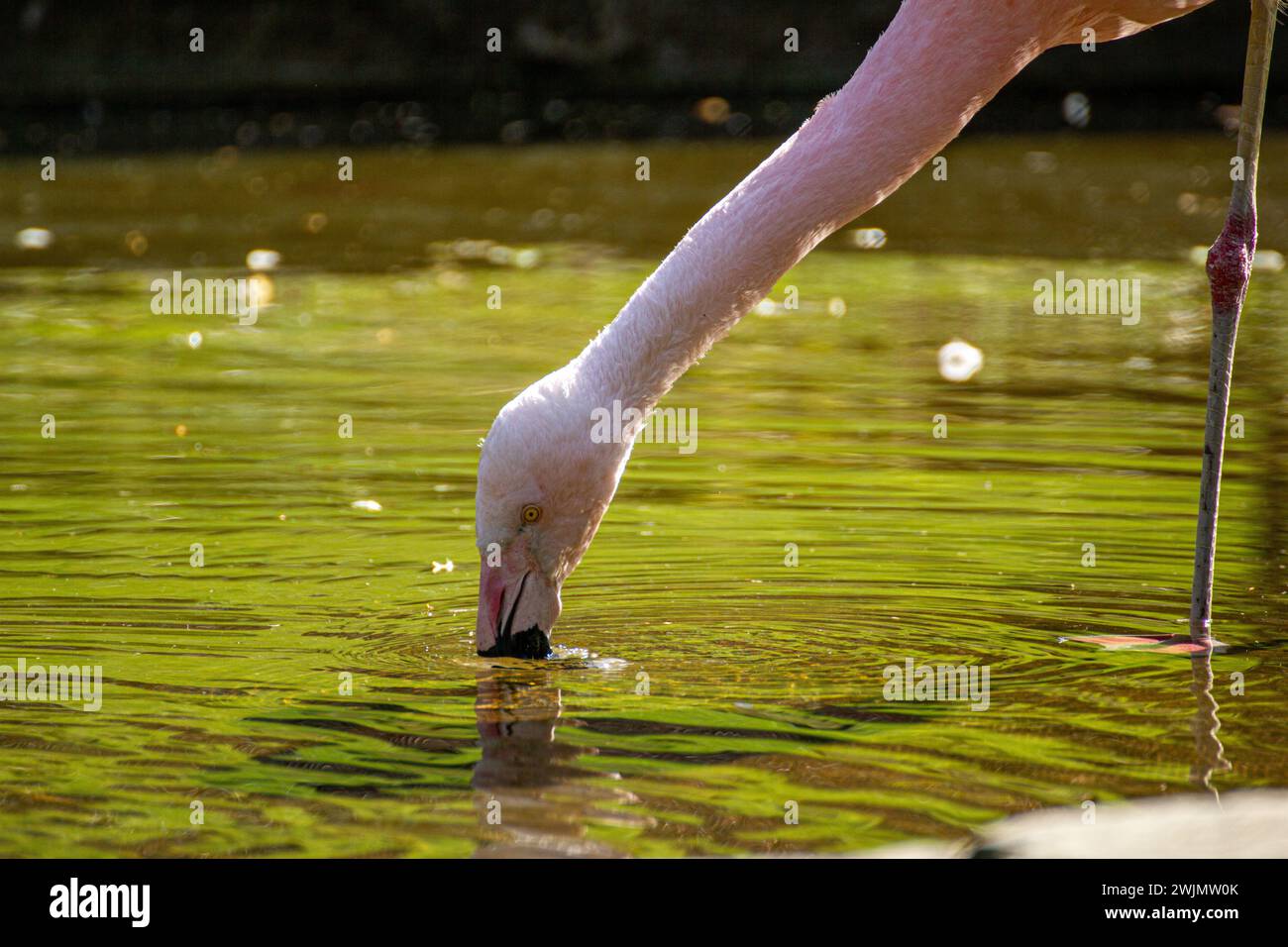 Flamingp eat in the water hi-res stock photography and images - Alamy