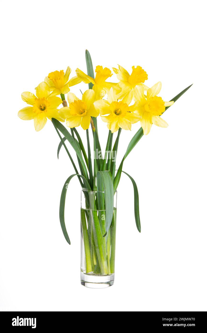 Beautiful bouquet of yellow daffodils or narcissus in transparent glass vase isolated on white background. Blooming spring flowers, Easter bells. Spri Stock Photo