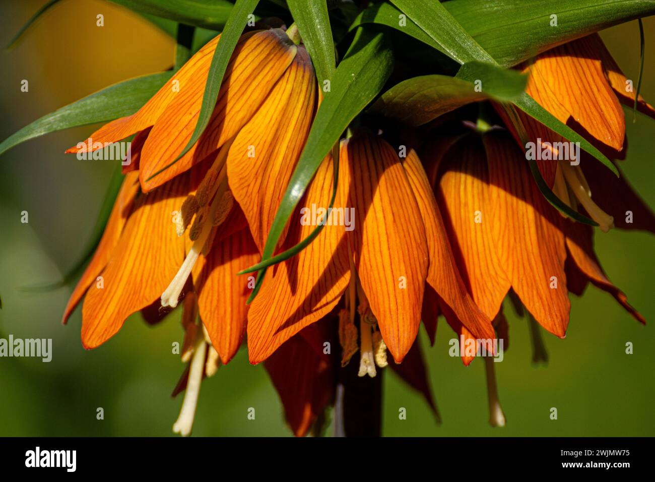 Wonderful flowers Fritillaria imperialis Stock Photo