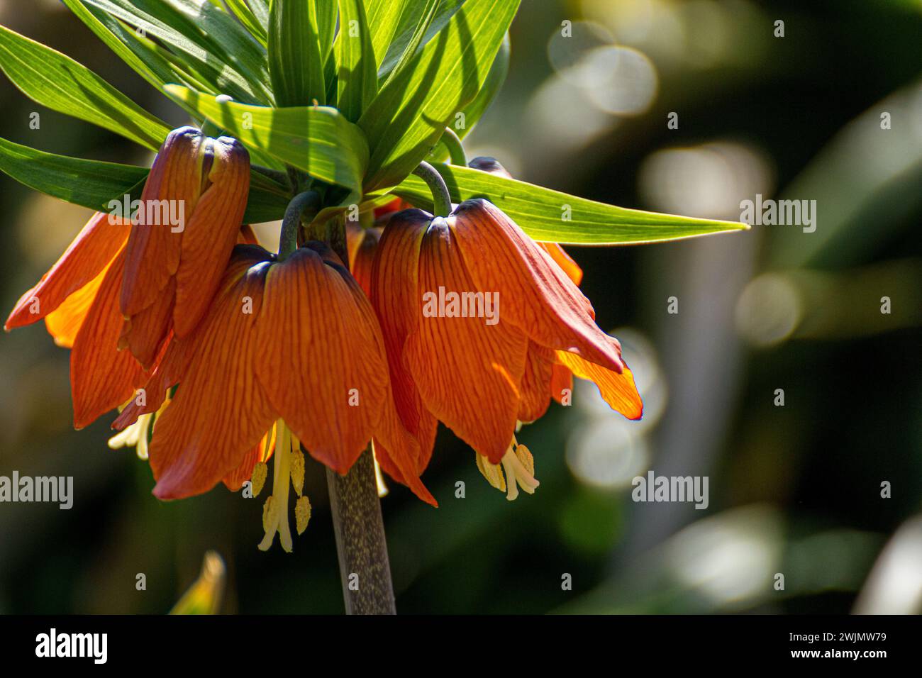 Wonderful flowers Fritillaria imperialis Stock Photo