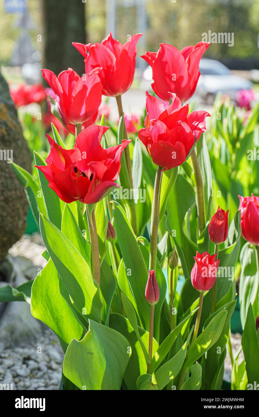 Red Liliales tulip flowers blooming in flowerbed in garden on sunny day. Red lily shaped tulips flowers with green leaves close up in meadow, park,out Stock Photo