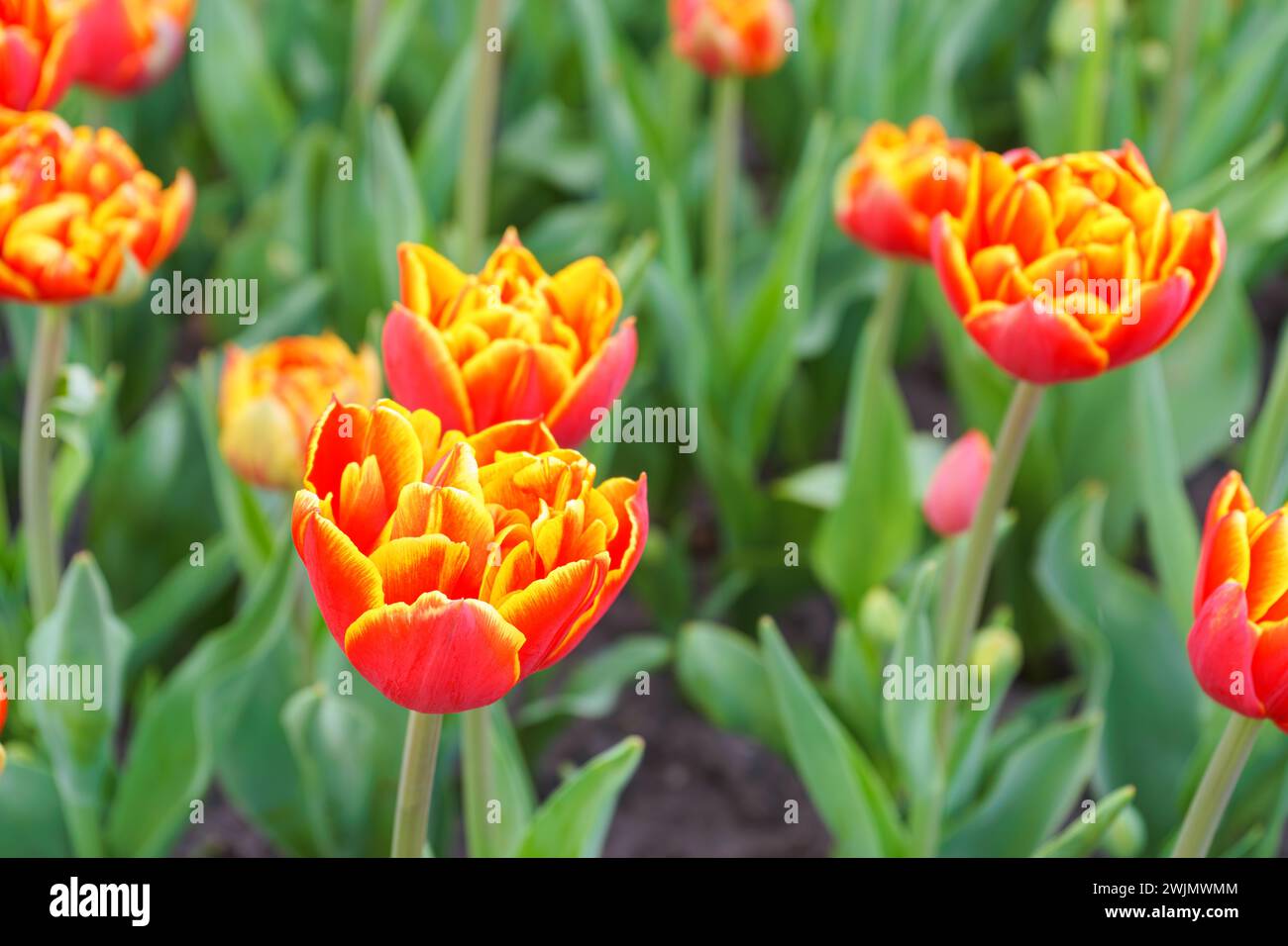 Blooming double petals, red with yellow edge  tulip flower in garden outside, sunny day. Double tulip variety. Spring time, nature gardening, floral b Stock Photo