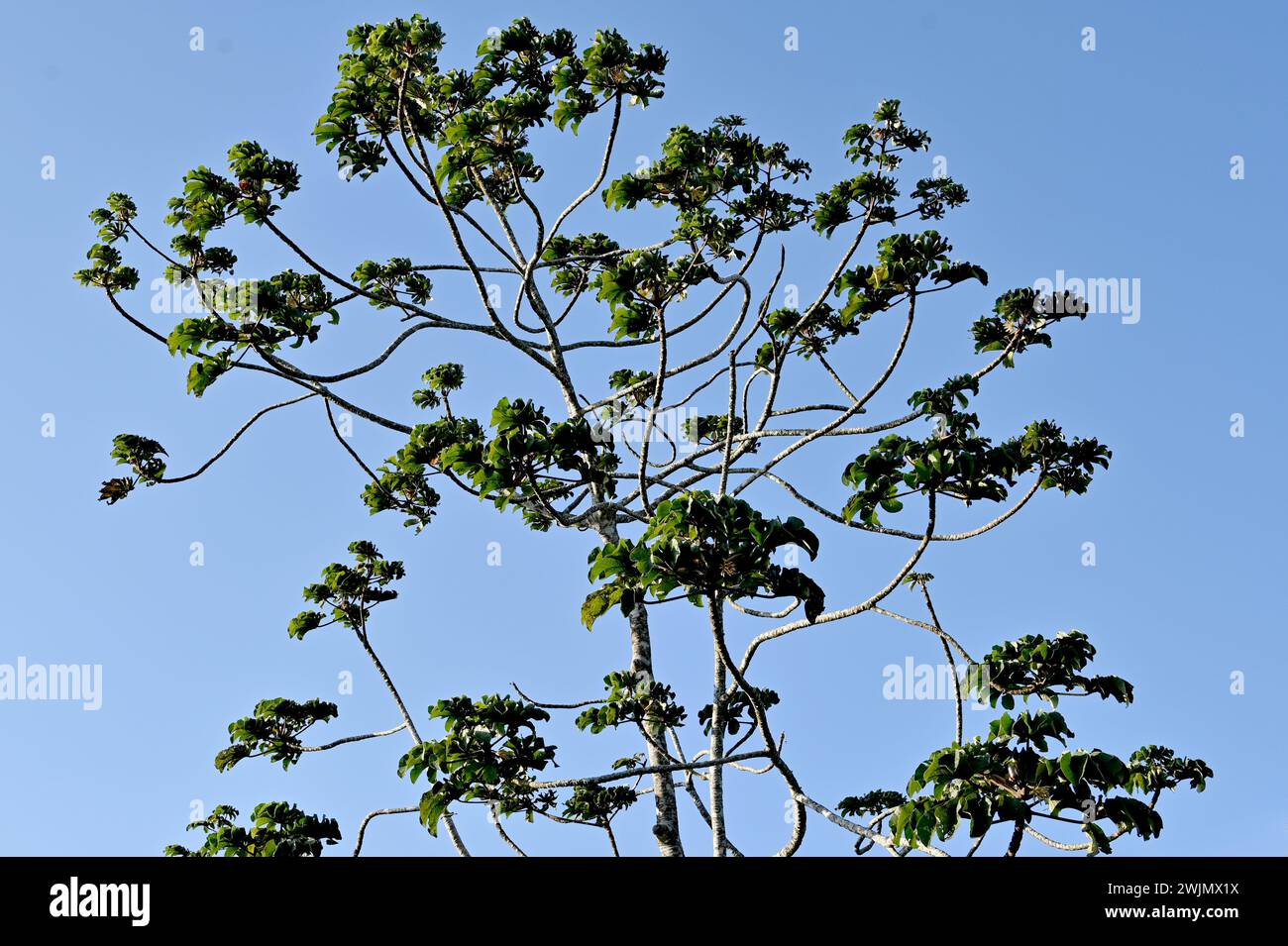 A cecropia peltata tree at Volcán Miravalles in Aluajuela Province, Costa Rica. Stock Photo