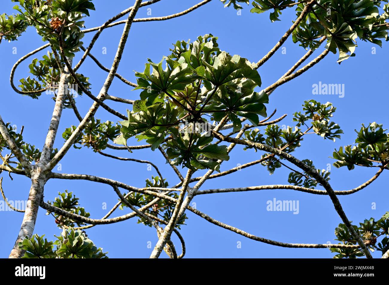 A cecropia peltata tree at Volcán Miravalles in Aluajuela Province, Costa Rica. Stock Photo