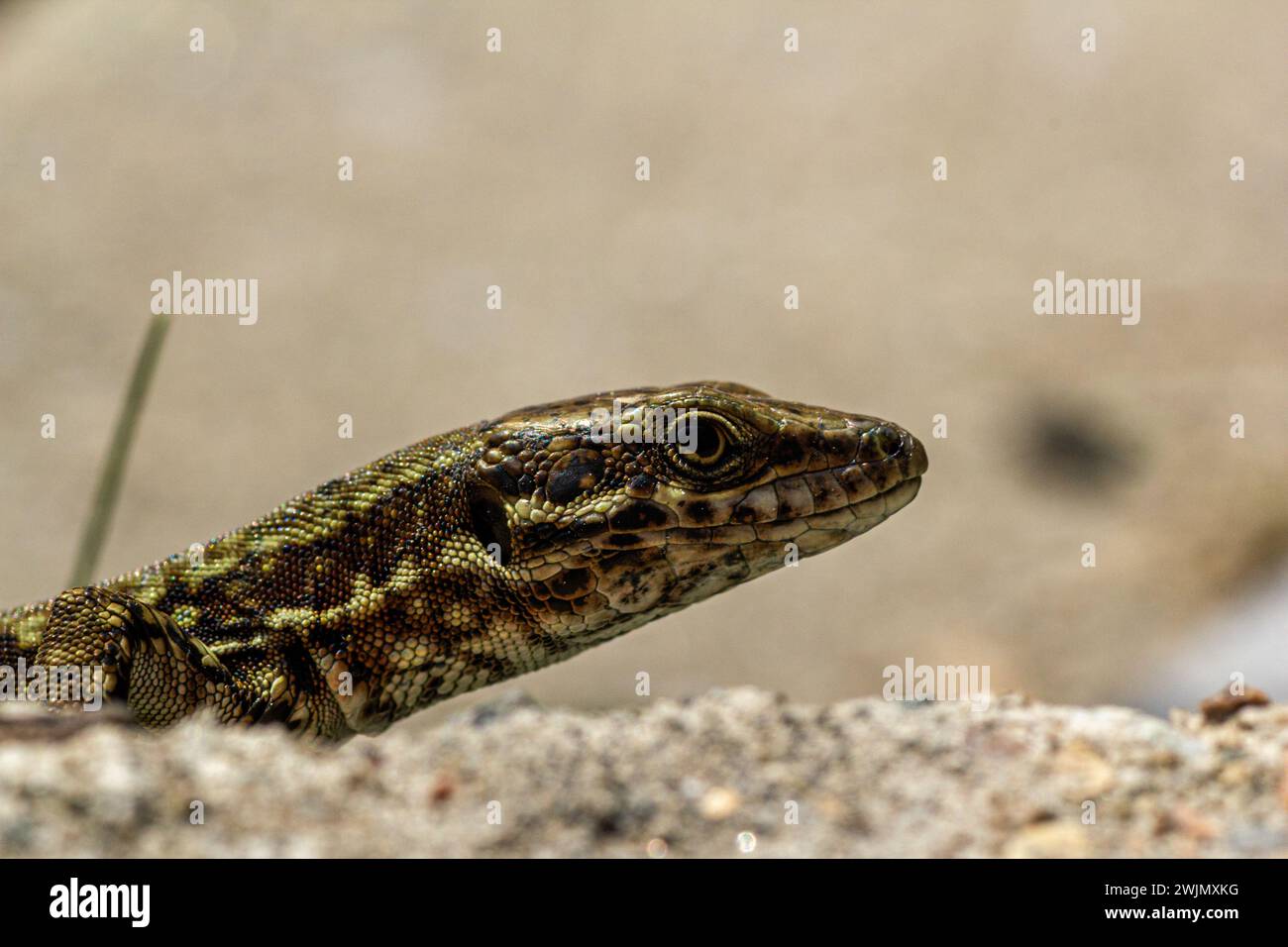 Italian wall lizard macro Stock Photo