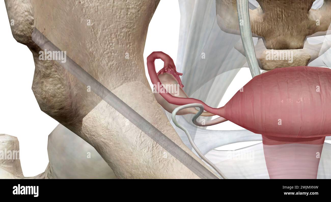 They produce and store your eggs and make hormones that control your