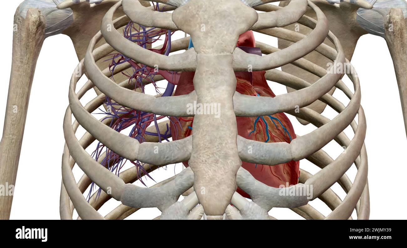 The heart is a muscular organ that circulates blood through the