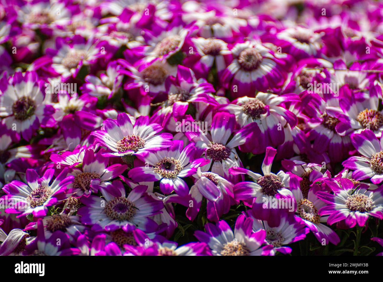 expanse of Pericallis hybrida flowers Stock Photo