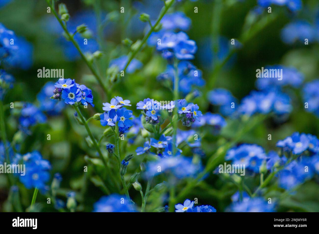 blue Myosotis flowers Stock Photo