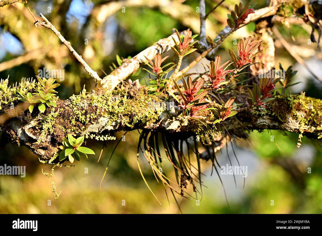Natural view of epiphytes, also known as air plants, on a tree near Volcán Miravalles in Aluajuela Province, Costa Rica. Stock Photo