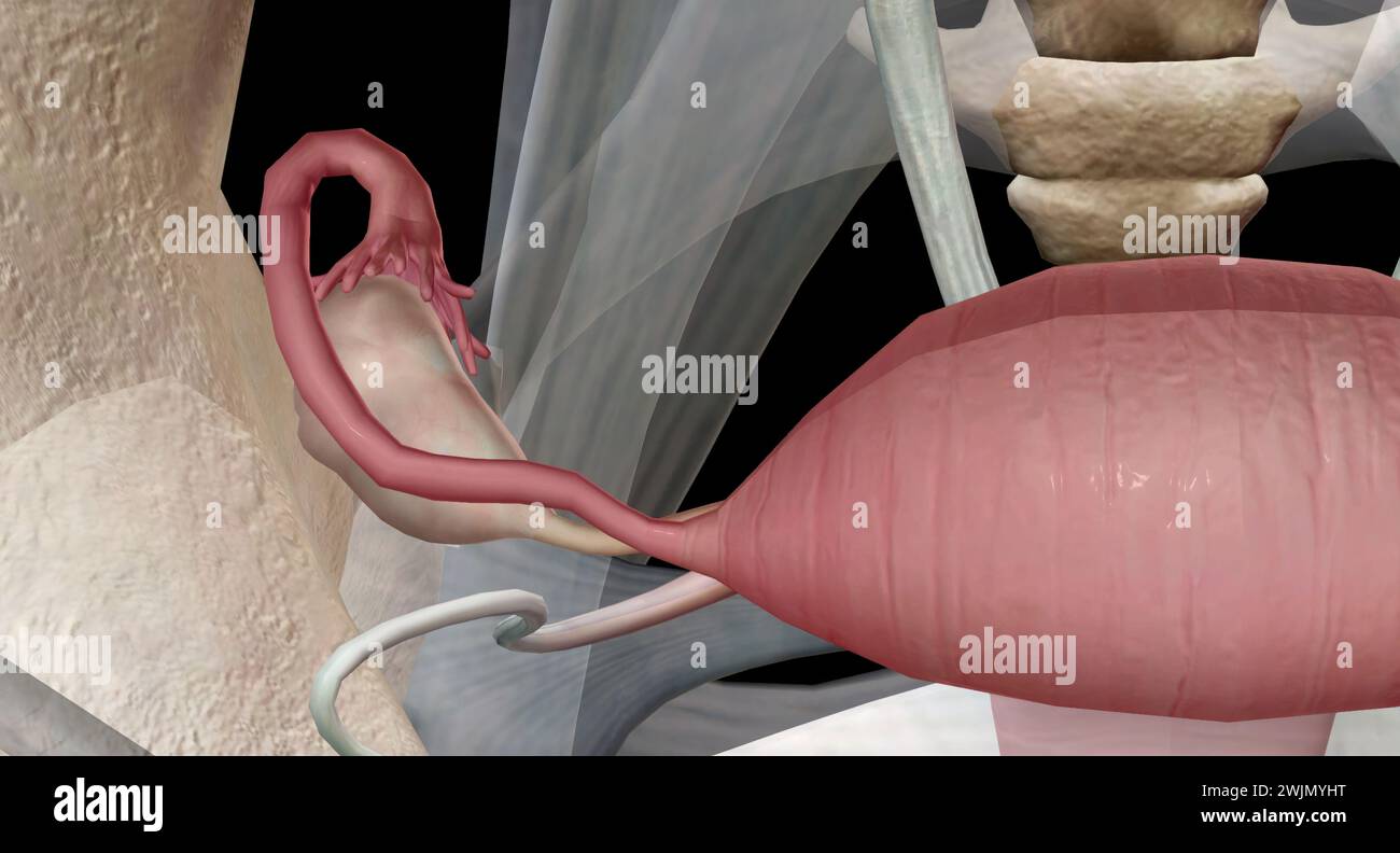 They produce and store your eggs and make hormones that control your