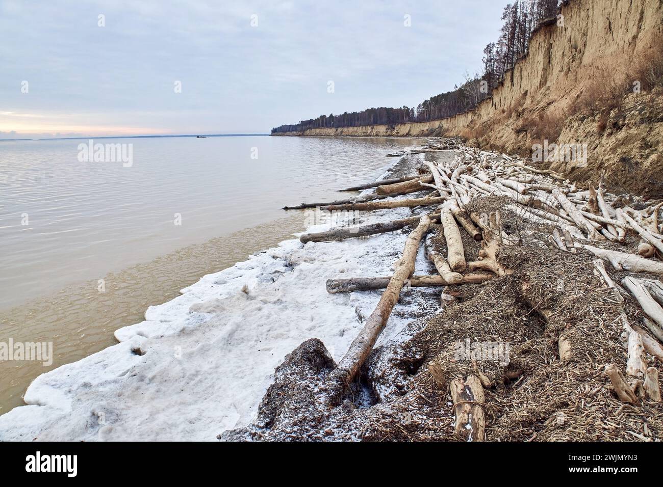 A lot of driftwood, coastal destruction. Water is eroding the coast. Off season nature landscape. Soil erosion, abrasion natural process. Trees fallen Stock Photo