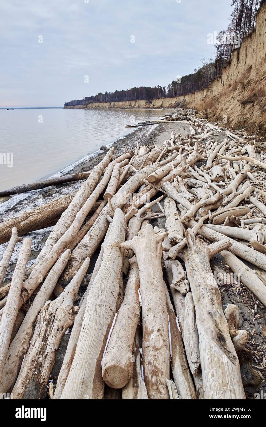 Off season nature landscape. Trees fallen from a sand cliff lie on seashore. A lot of driftwood, coastal destruction. Water is eroding the coast. Soil Stock Photo