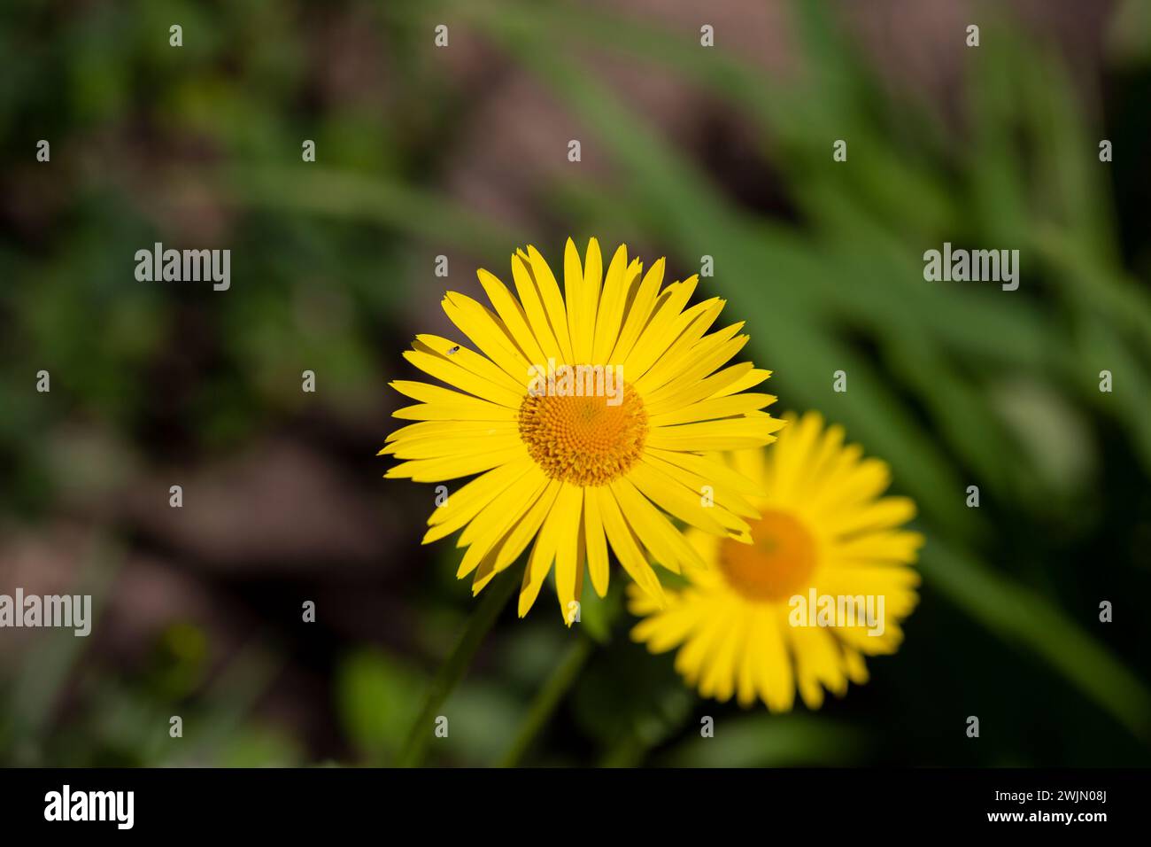 Summer flowers leopards bane hi-res stock photography and images - Alamy