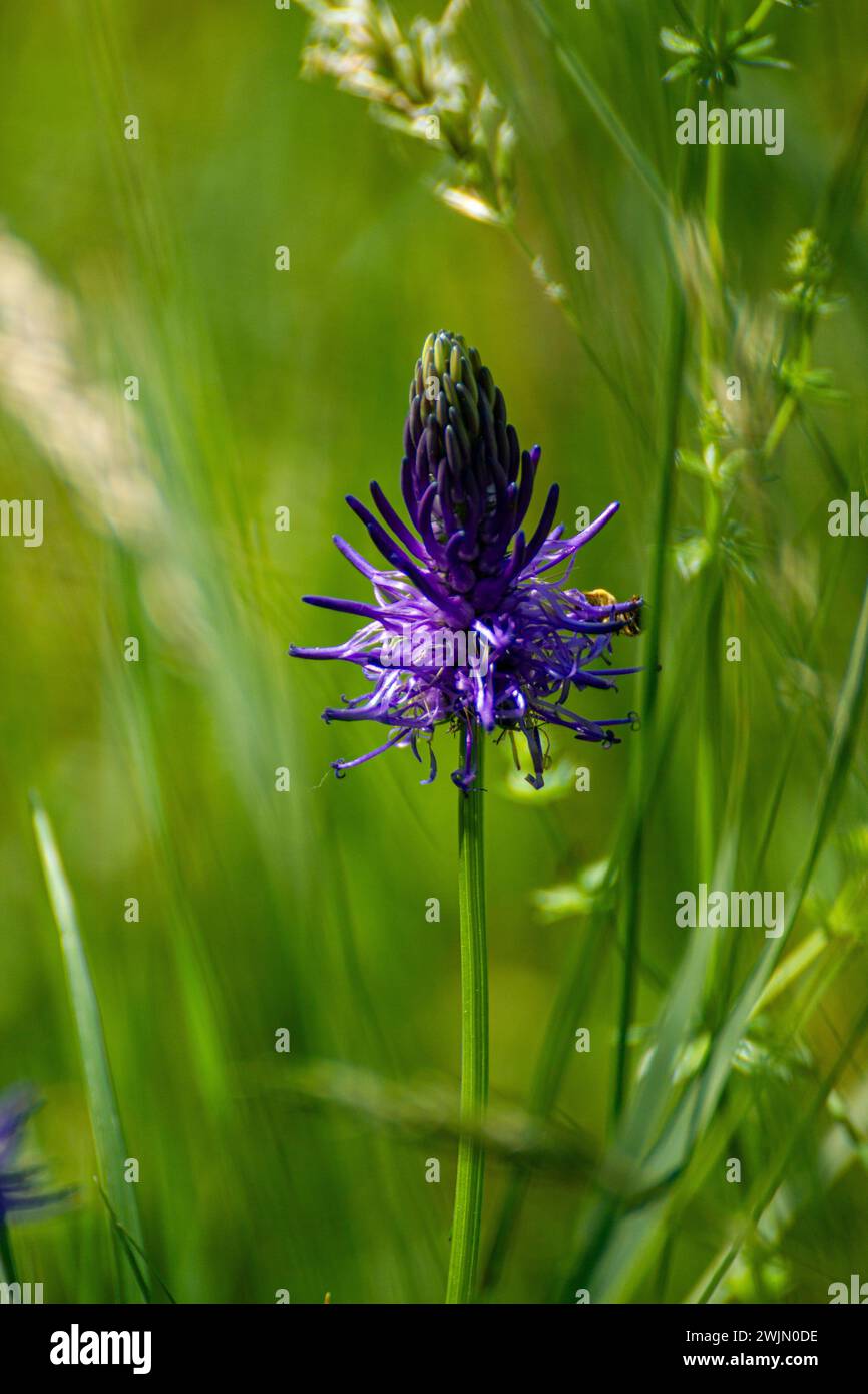 Phyteuma nigrumm flower Stock Photo