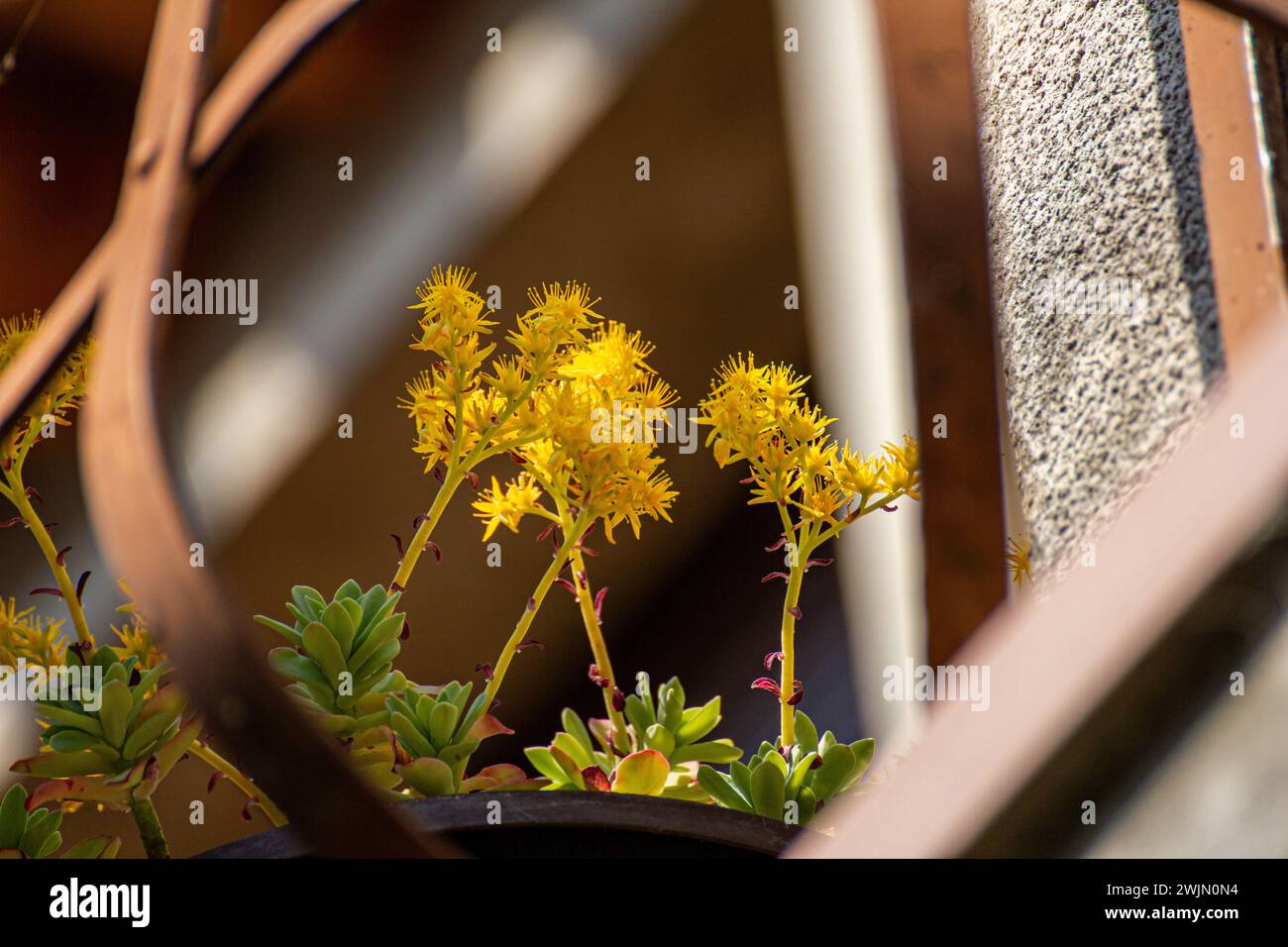 Yellow flowers of Sedum palmeri Stock Photo