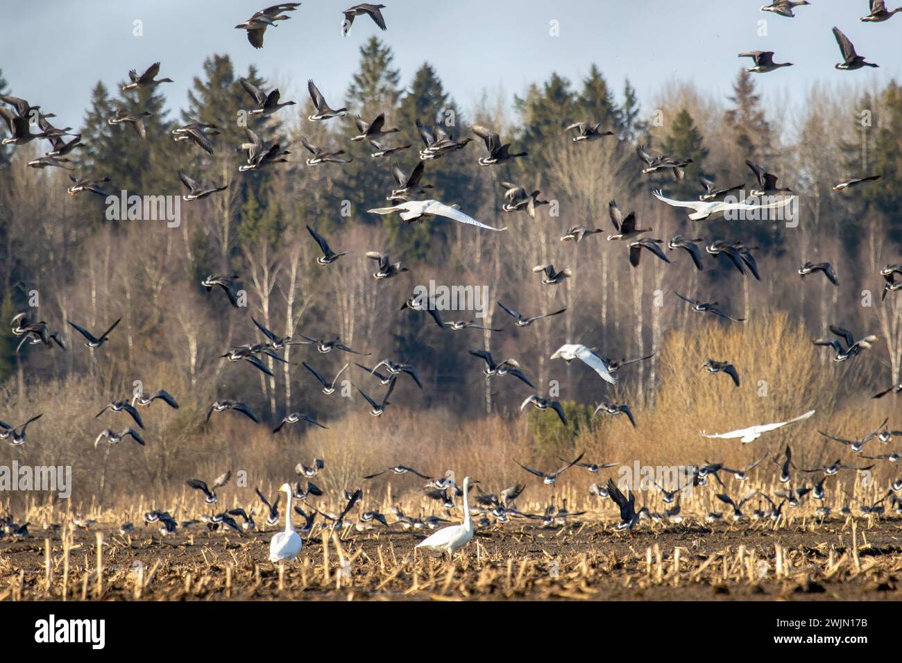 An example of mixed wintering of aquatic birds (Bean goose (Anser fabalis) and whooper swan (Cygnus cygnus) on agricultural land (cornfields) in North Stock Photo
