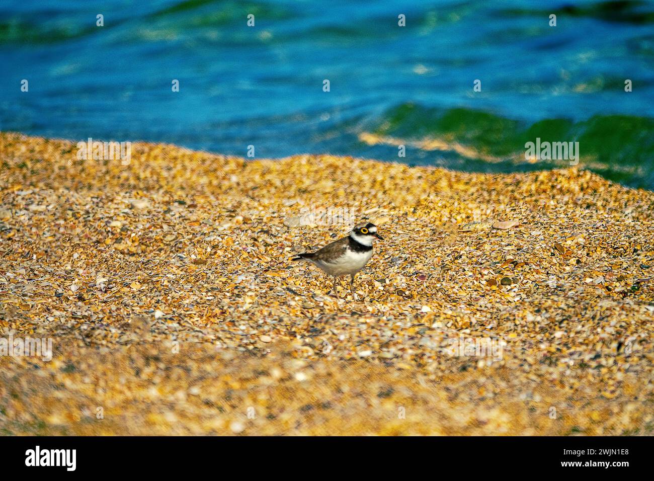 Little ringed plover (Charadrius dubius) on a shell beach. The Sea of Azov. Typical nesting habitat Stock Photo