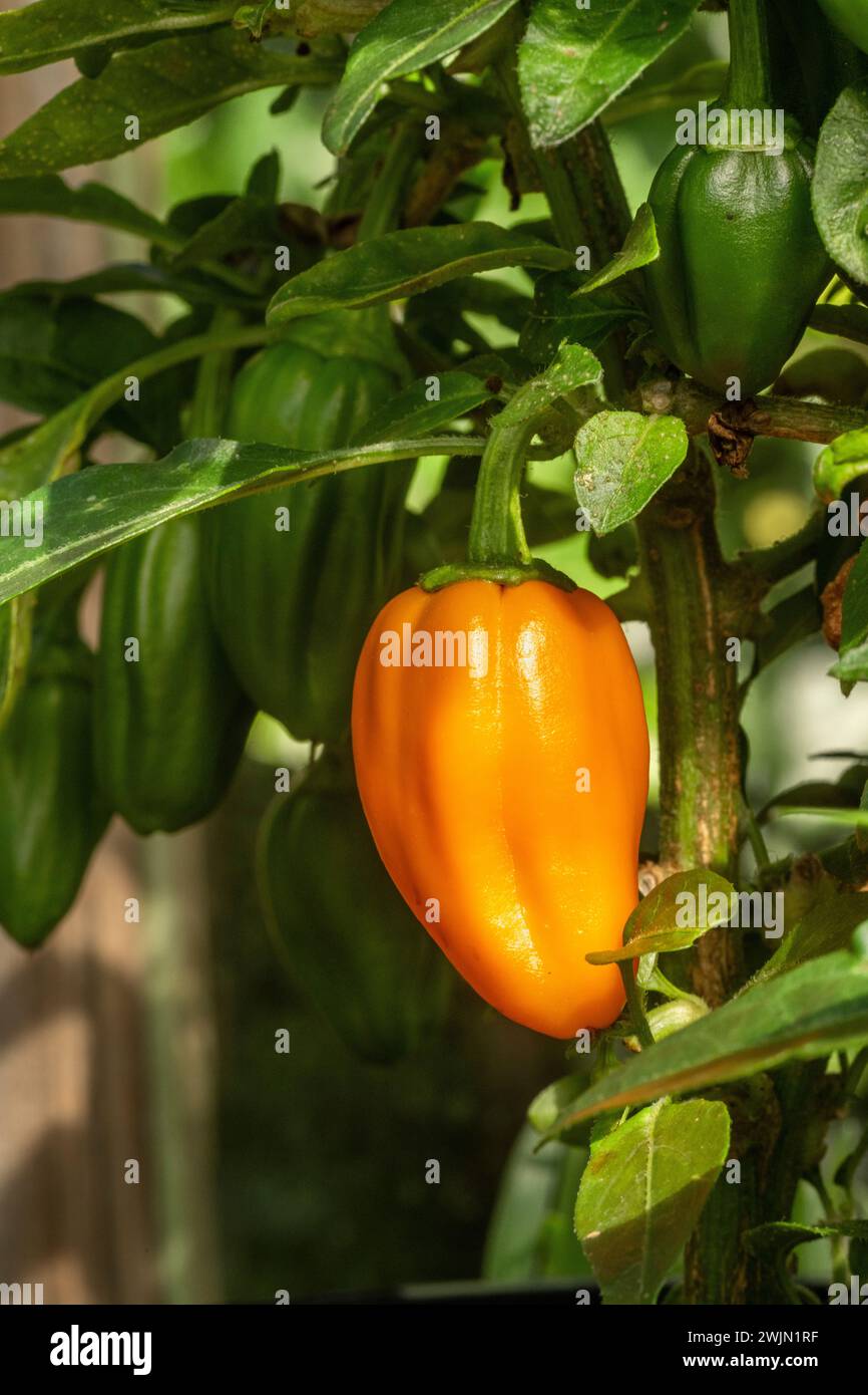 Orange and green chilli peppers growing on the vine growing in a UK greenhouse. Stock Photo