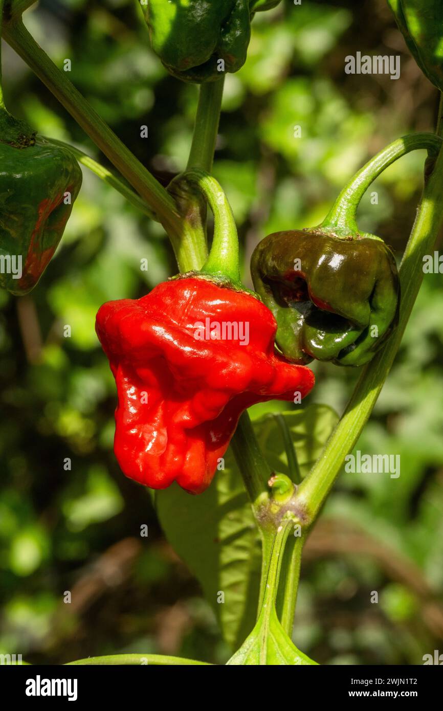 Red and green Scotch Bonnet chilli peppers on the vine. Stock Photo