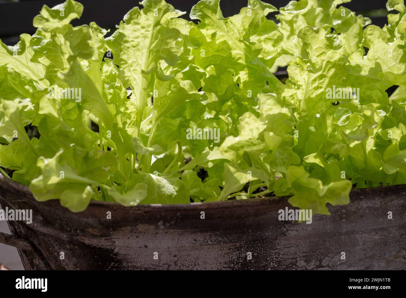Lollo Bionda lettuce growing in a metal container Stock Photo