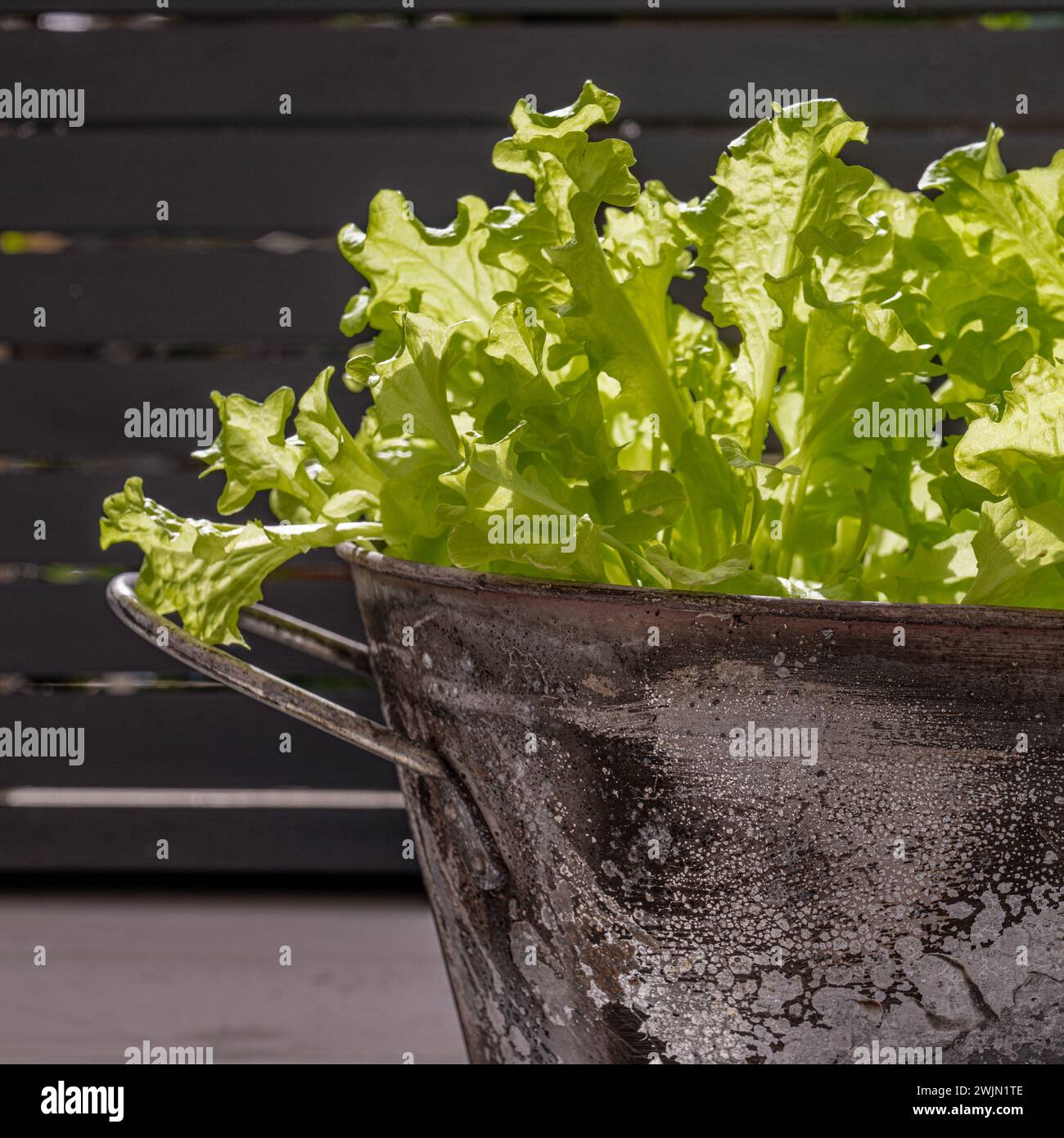 Lollo Bionda lettuce growing in a metal container Stock Photo
